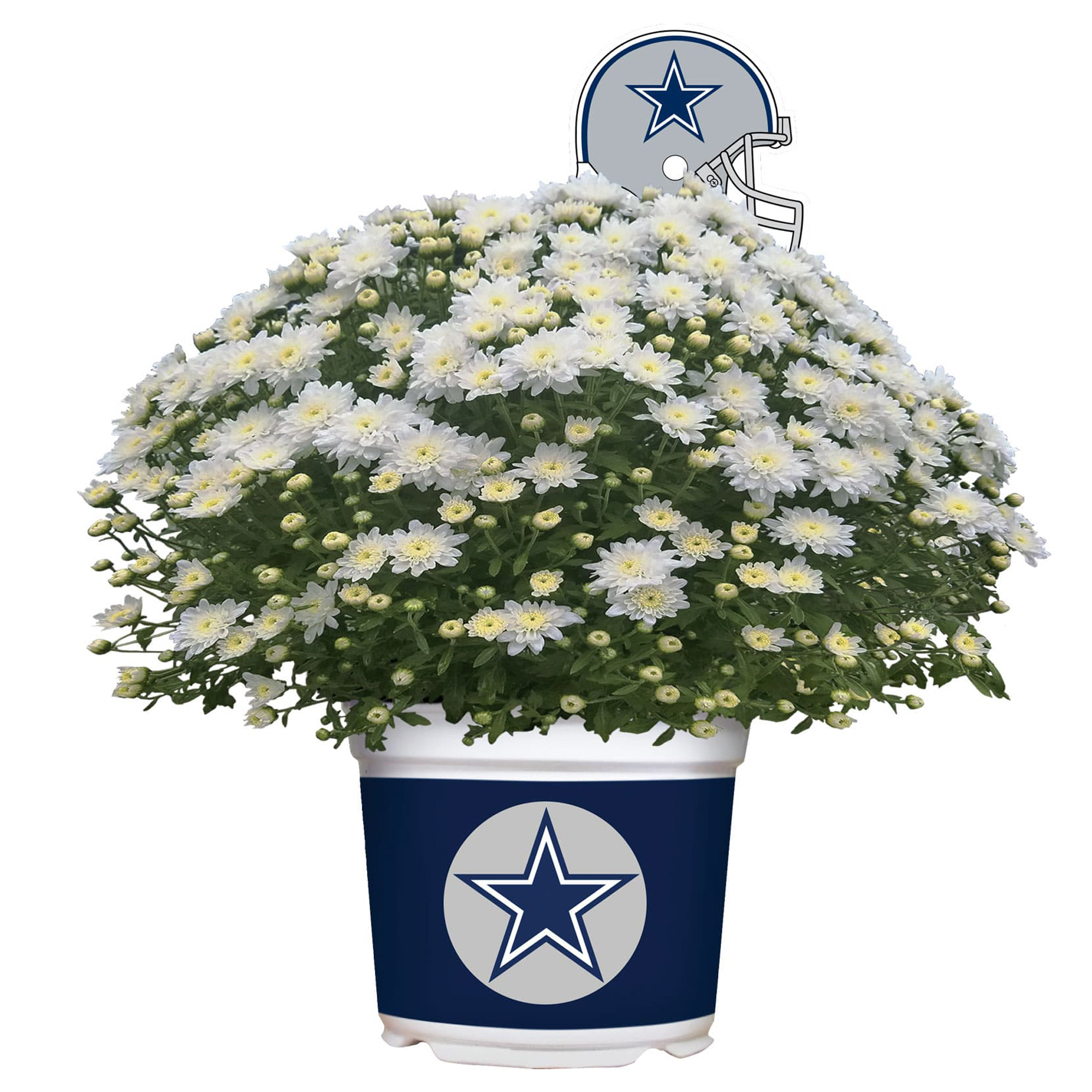Dallas Cowboys Team Color Mum