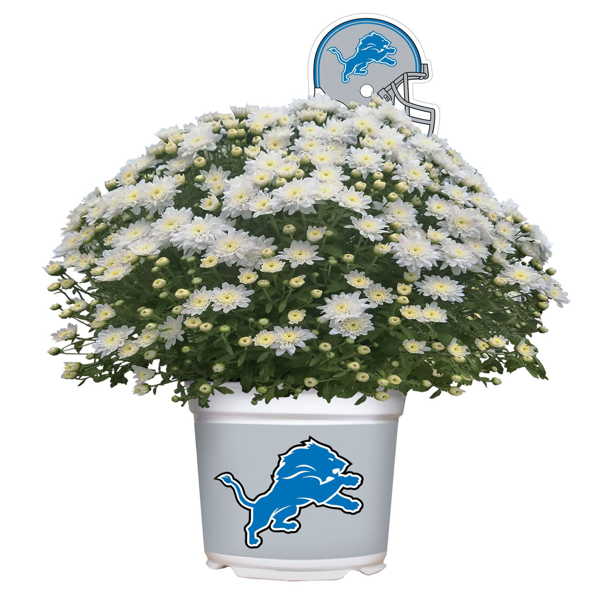 Detroit Lions Team Color Mum