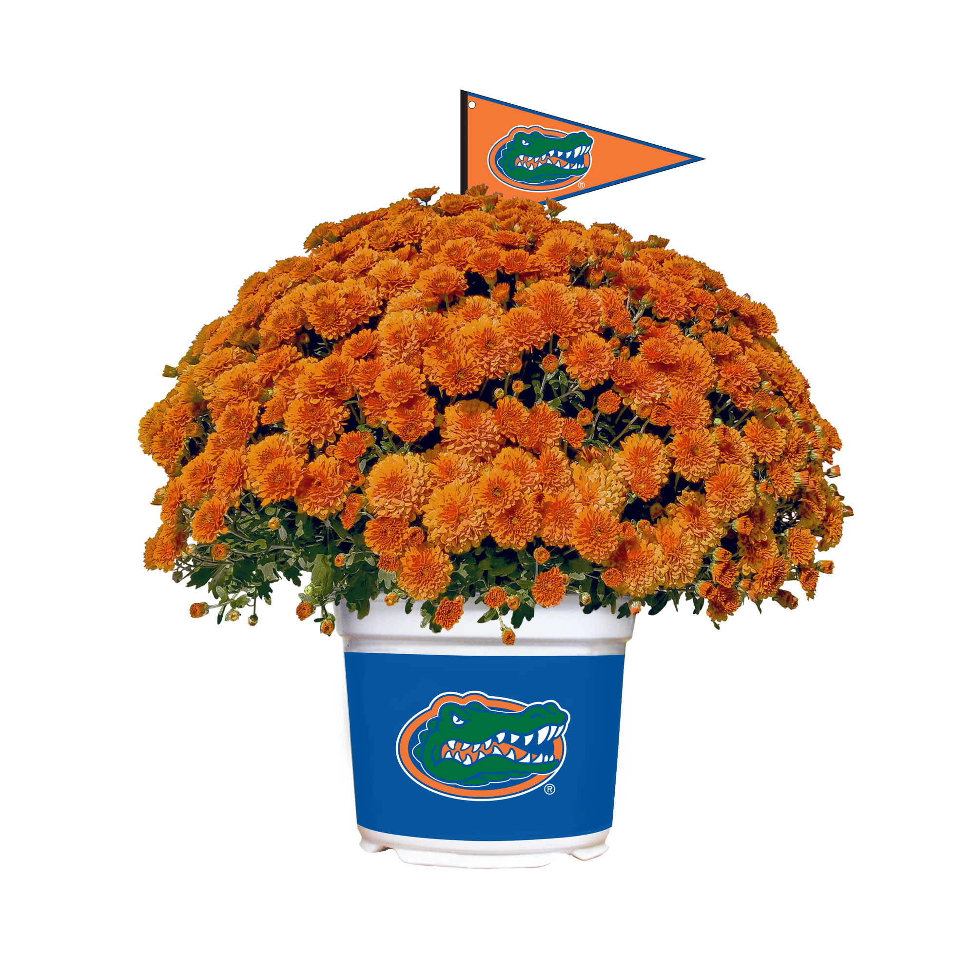 Florida Gators Team Color Mum