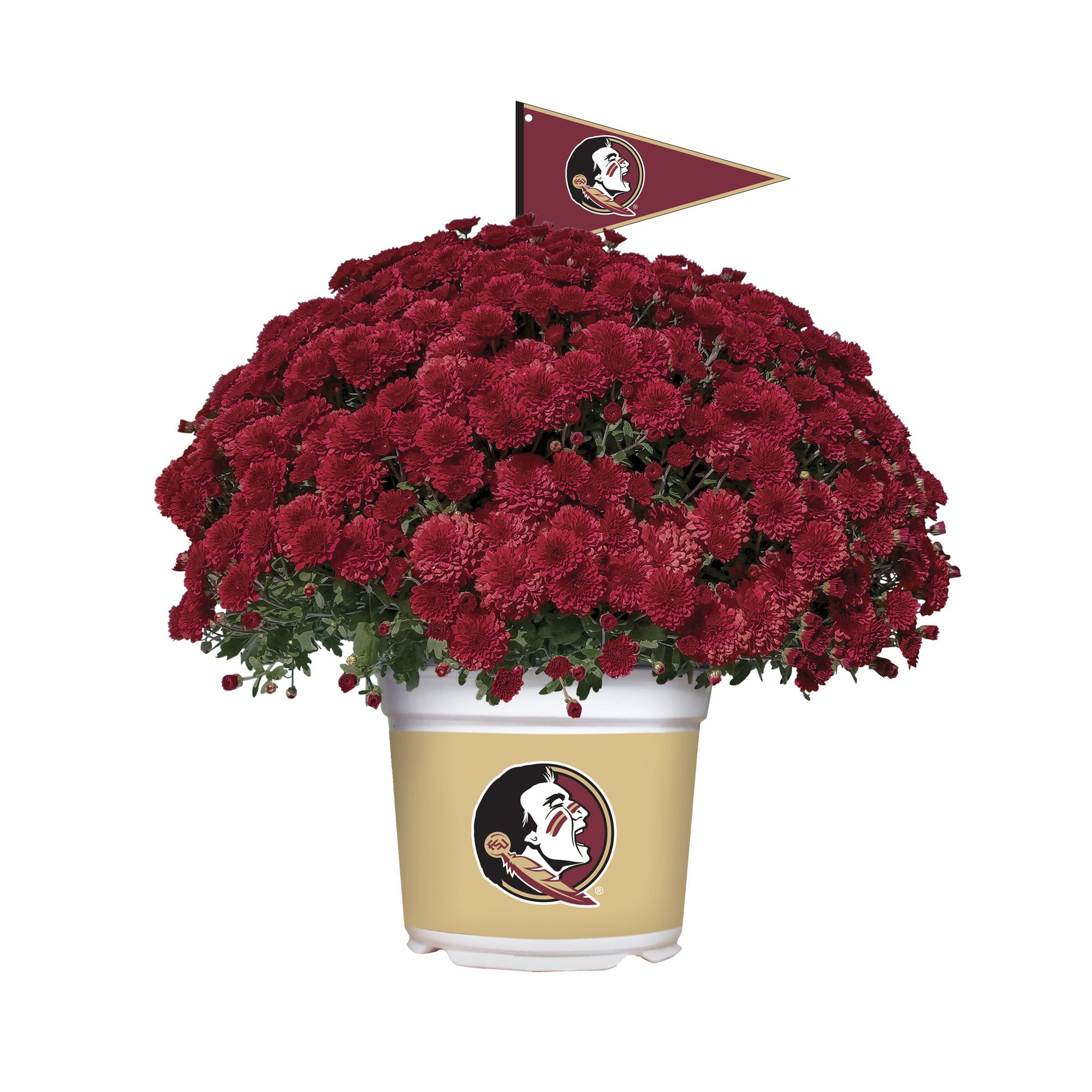 Florida State Seminoles Team Color Mum