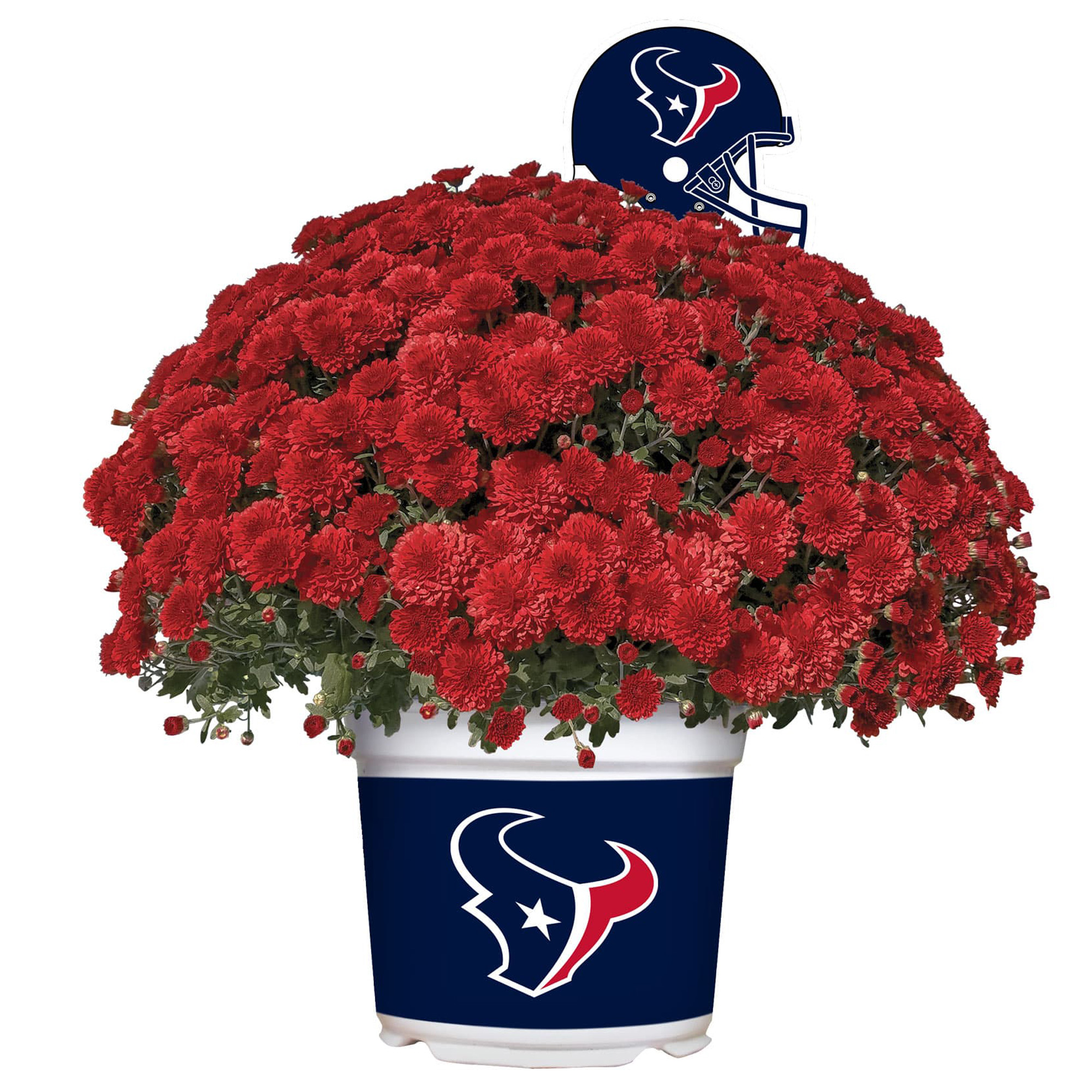 Houston Texans Team Color Mum