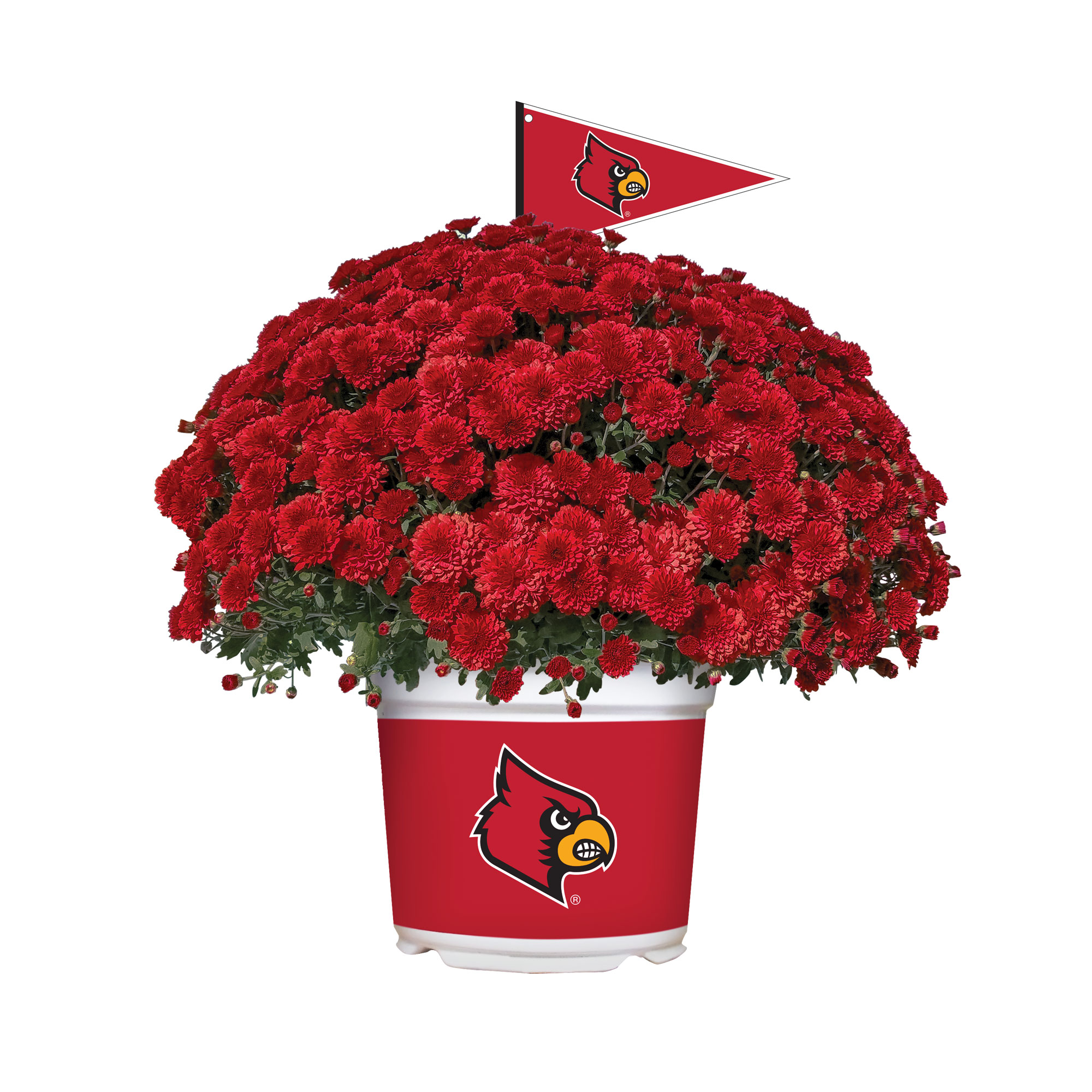 Louisville Cardinals Team Color Mum