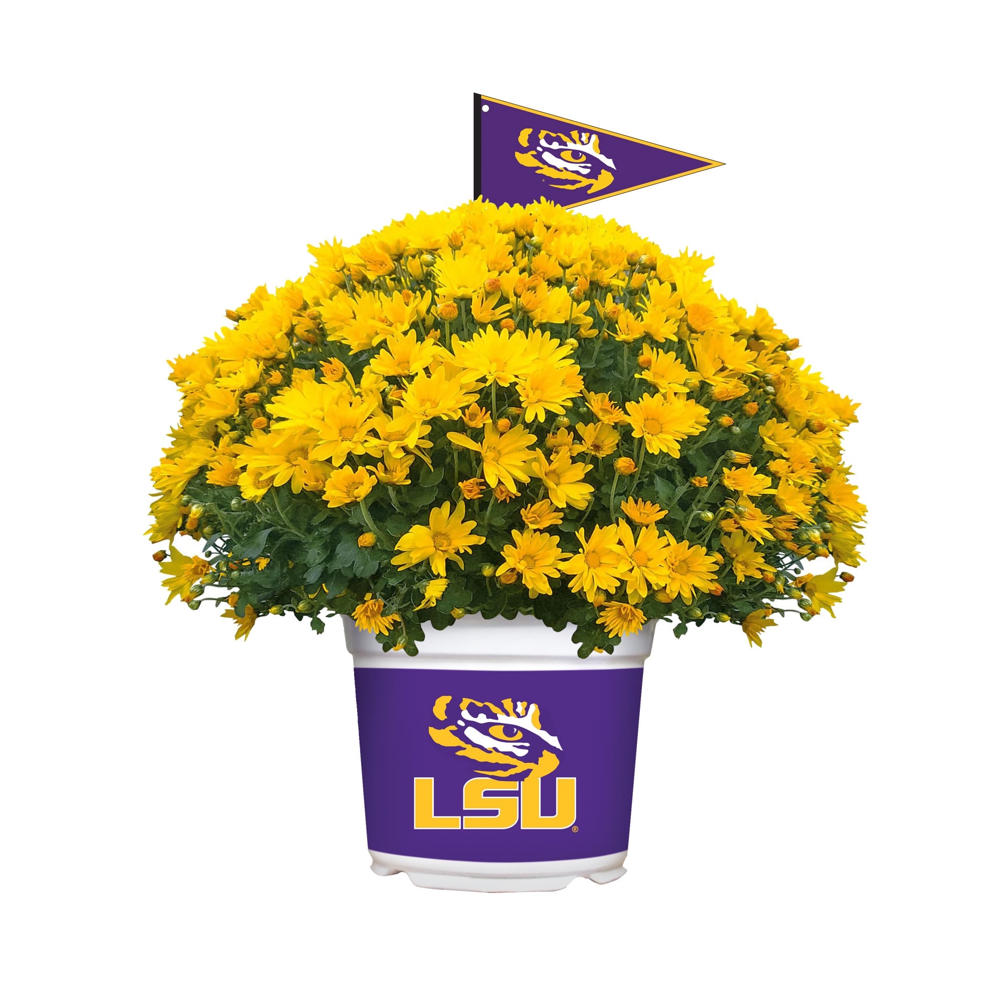LSU Tigers Team Color Mum