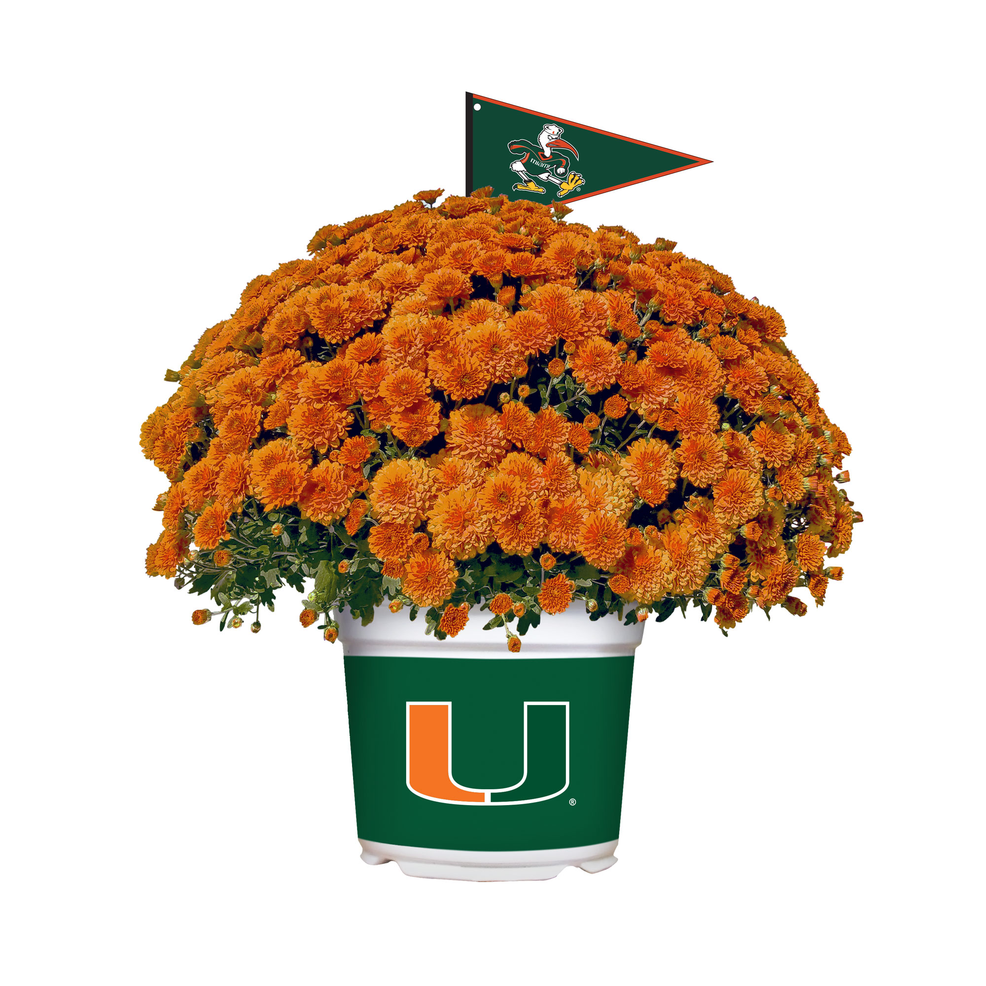 Miami Hurricanes Team Color Mum