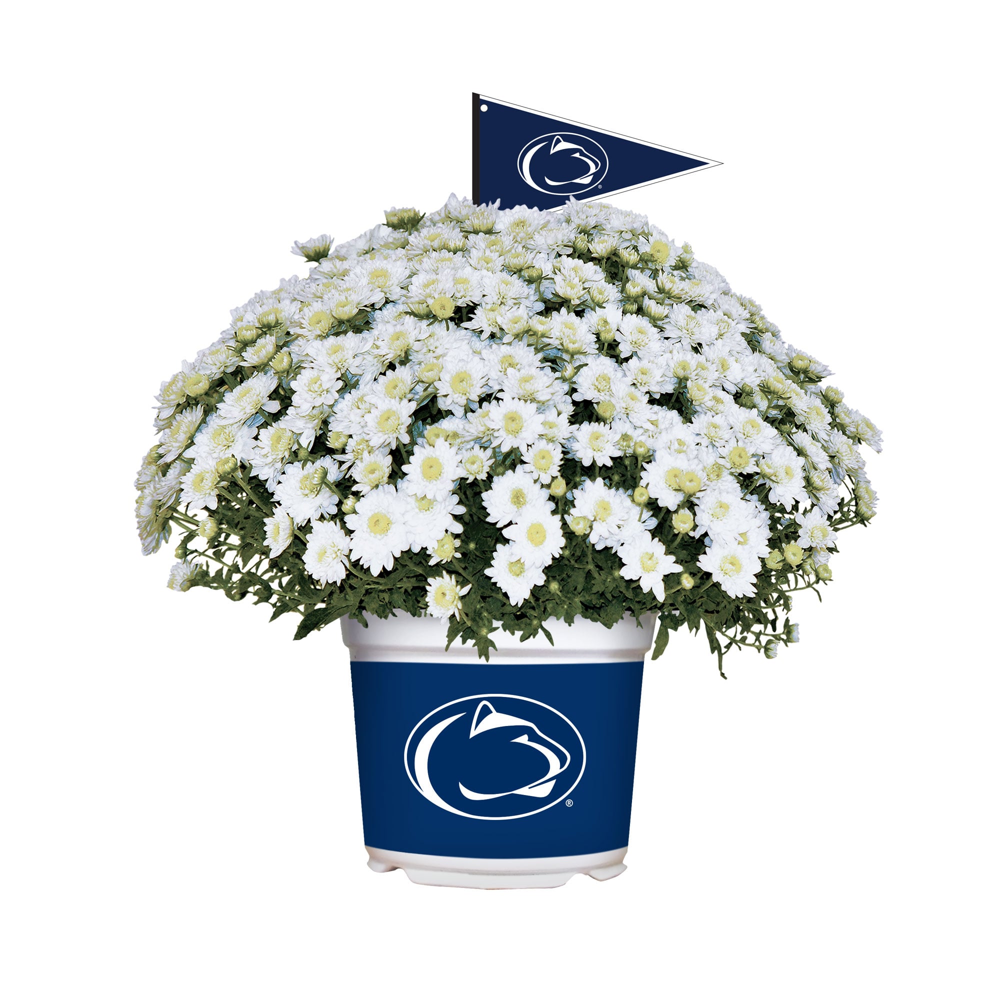 Penn State Nittany Lions Team Color Mum