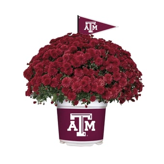 Texas A&M Aggies Team Color Mum
