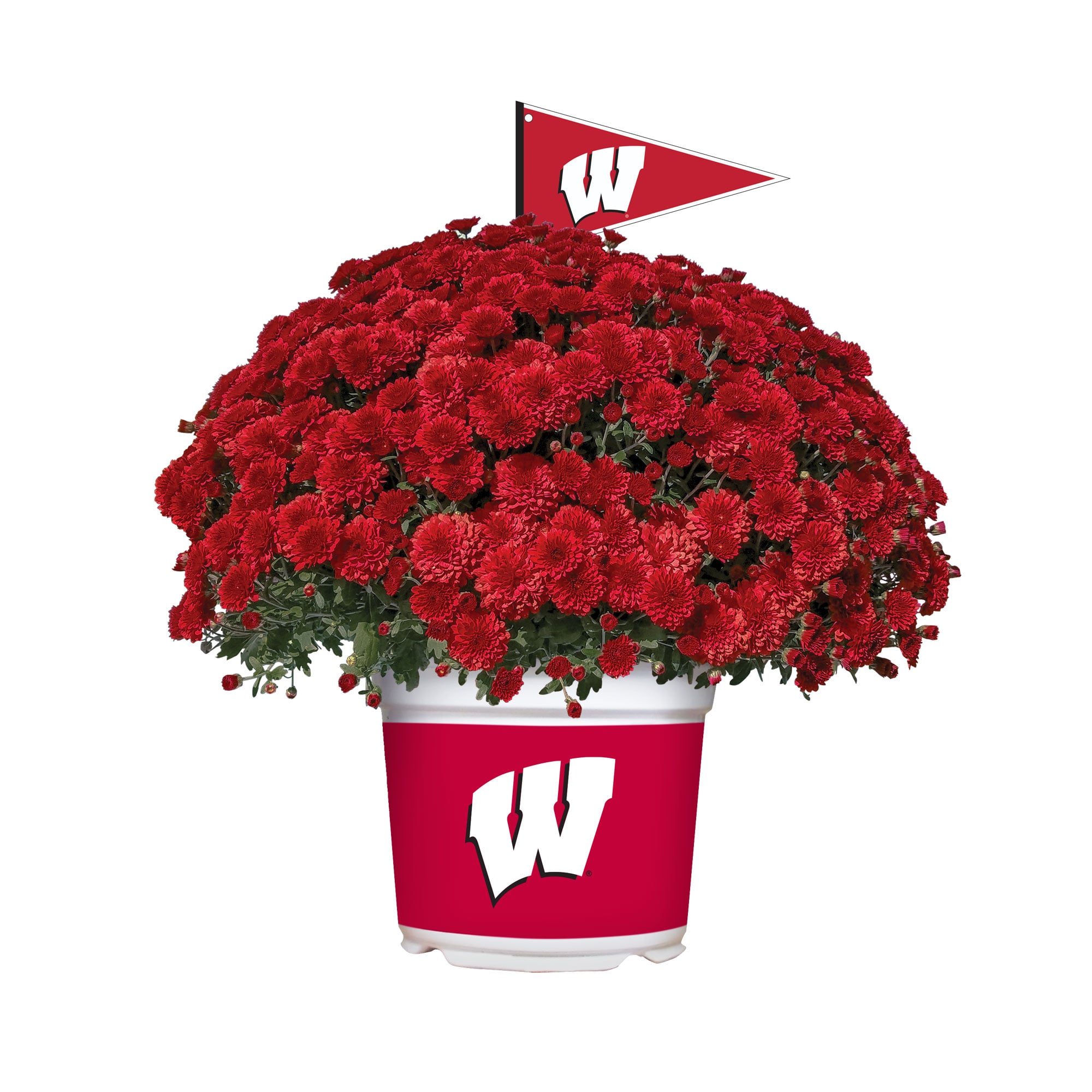 Wisconsin Badgers Team Color Mum