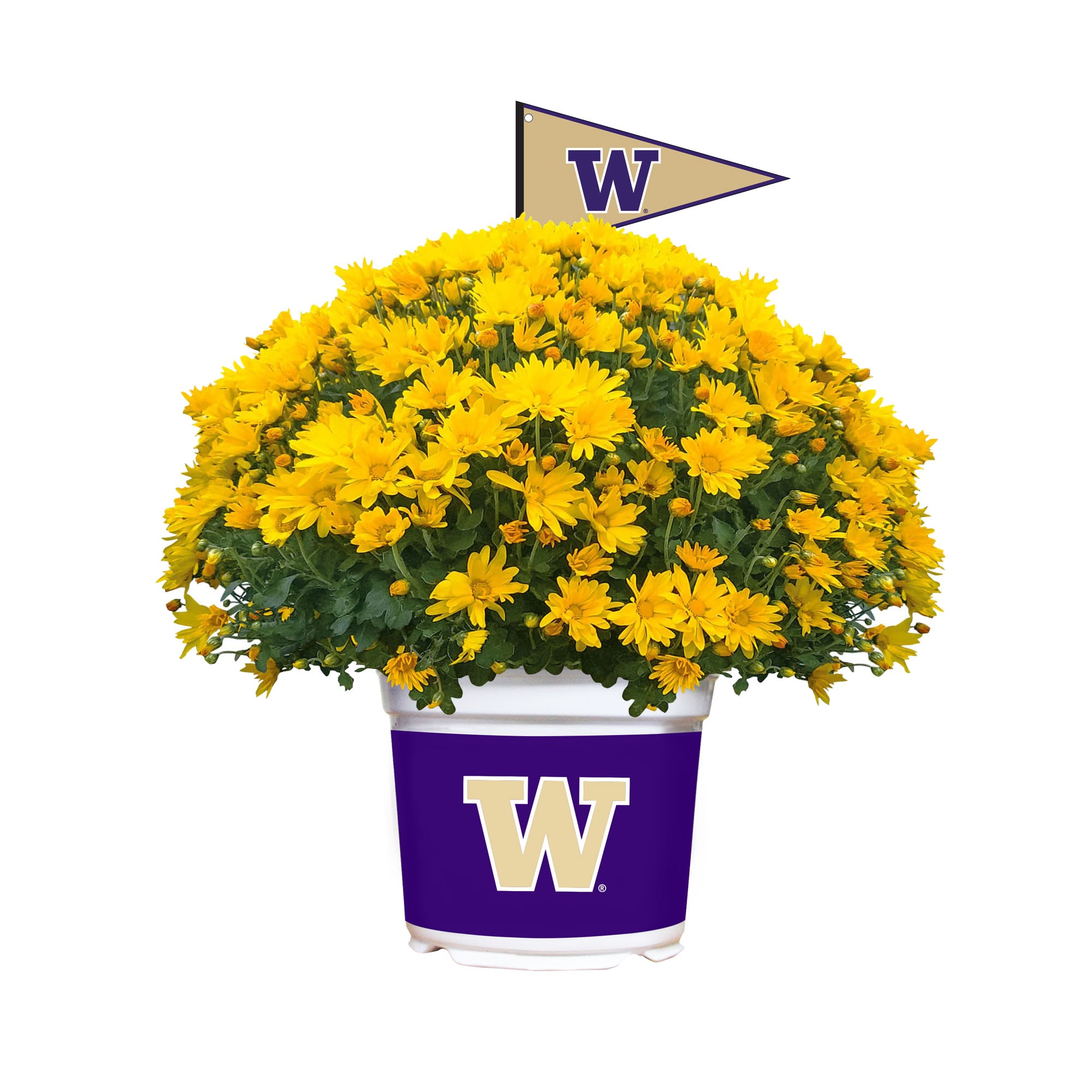 Washington Huskies Summer/Fall Team Color Mums