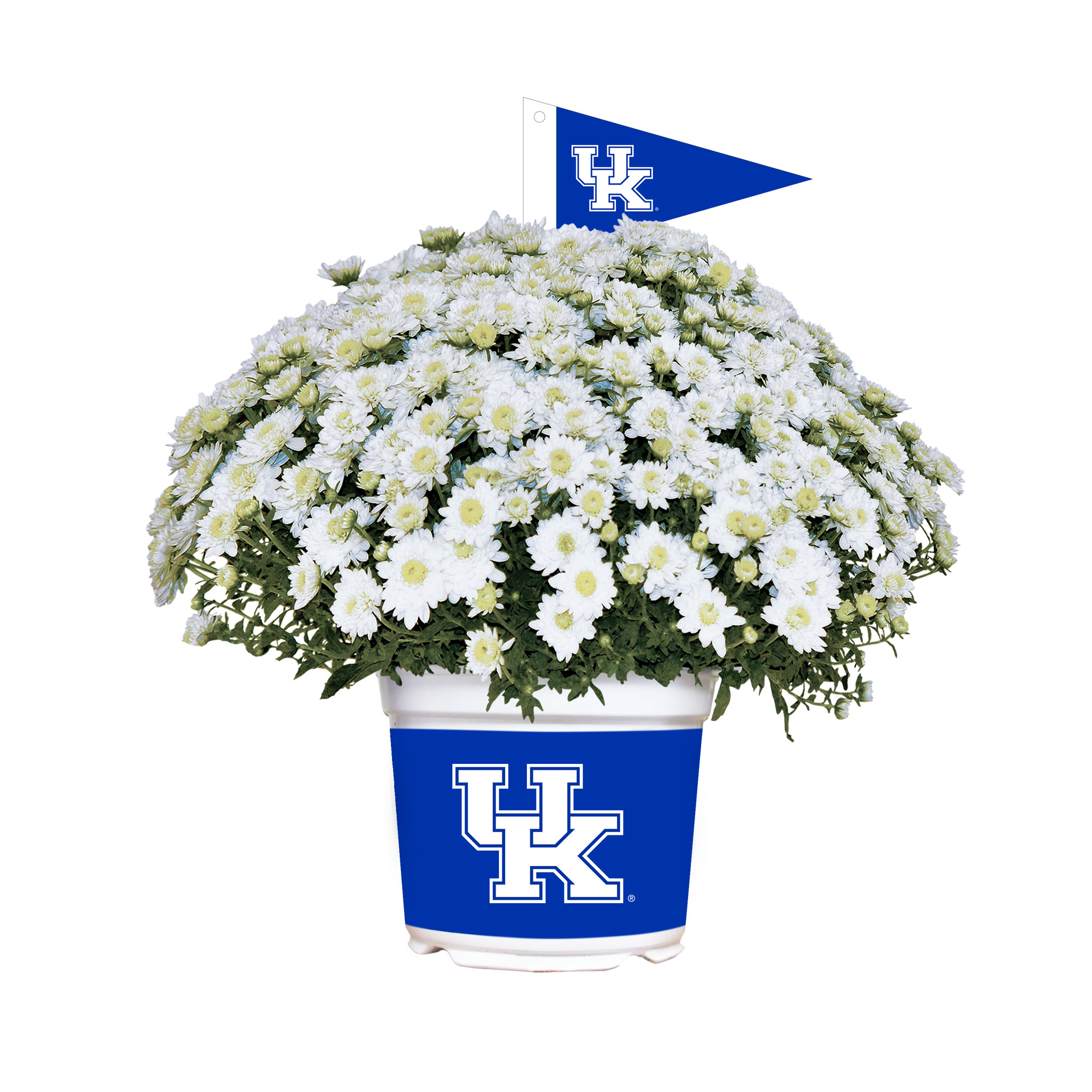 Kentucky Wildcats Summer/Fall Team Color Mums Kentucky Wildcats Summer/Fall Team Color Mums