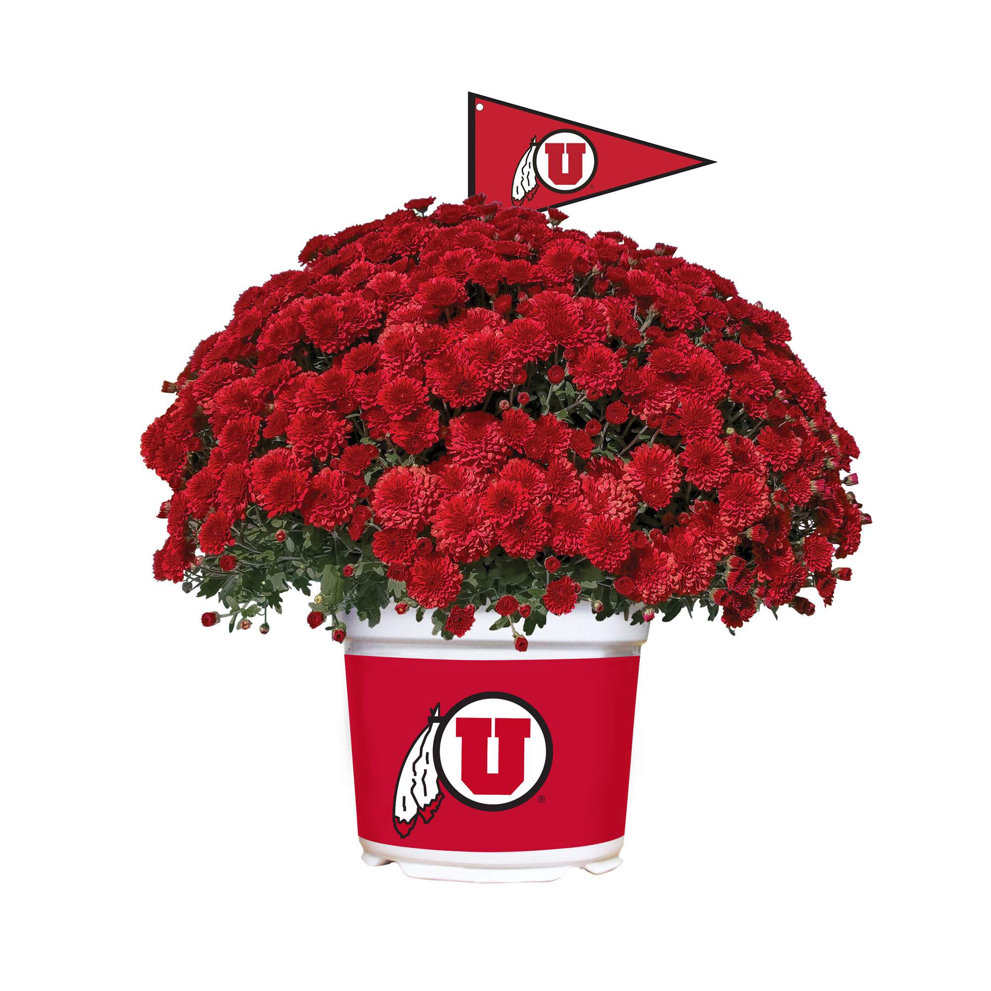 Utah Utes Summer/Fall Team Color Mums