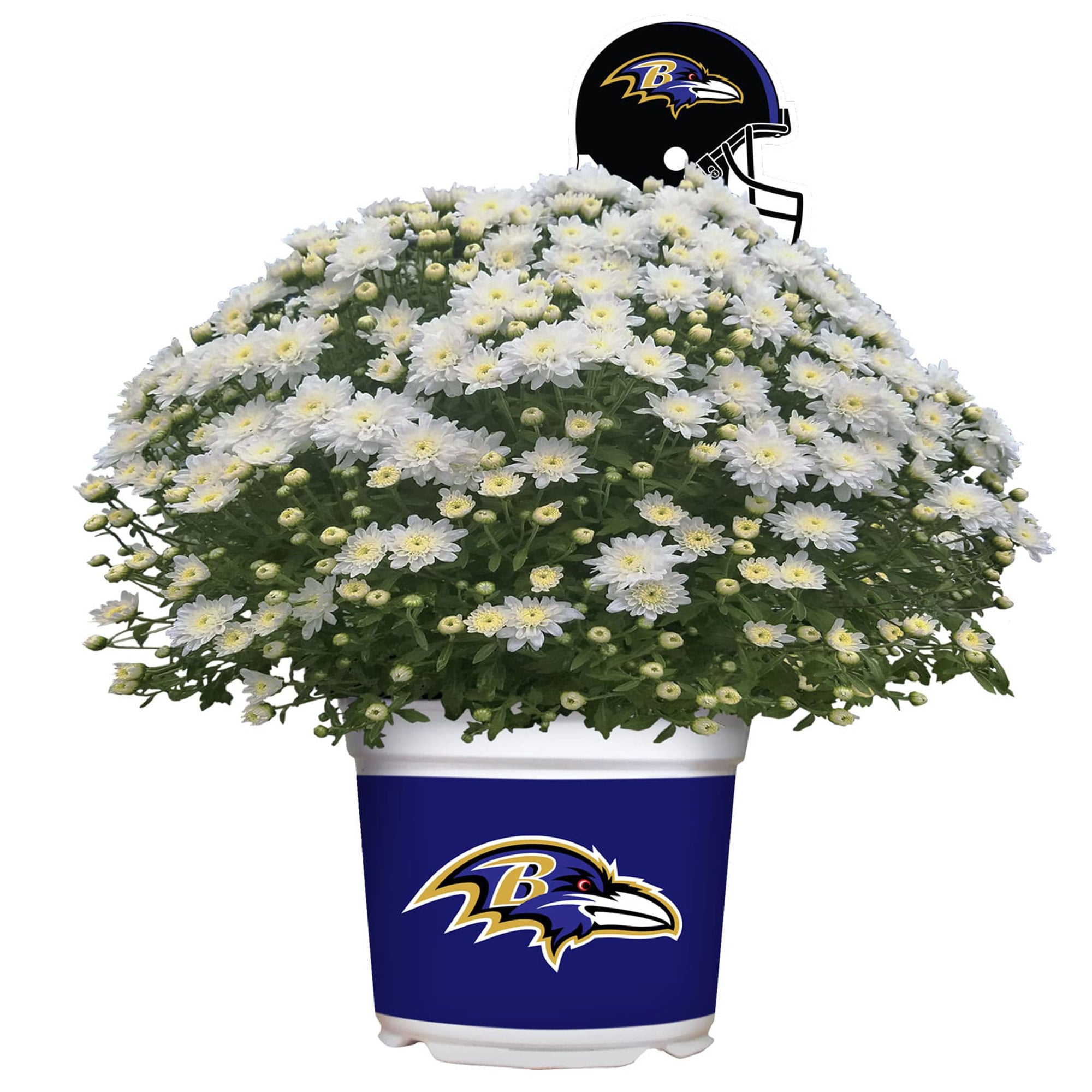 Baltimore Ravens Team Color Mum