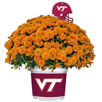 Virginia Tech Hokies Team Color Mum